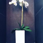 Proyecto Venezia: Cap. III Dormitorio principal y baño. 15 a0683d67 b73b 4515 9a39 3d9171e2fa8b