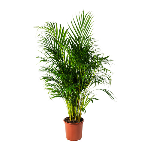 IKEA CHRYSALIDOCARPUS LUTESCENS planta Decora tu hogar con las plantas y tiestos que mÃ¡s te gusten.