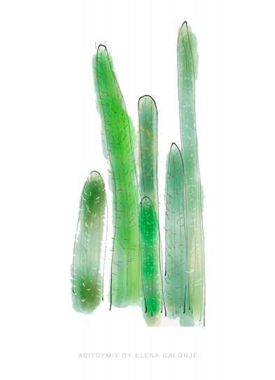 lamina cactus noviembre